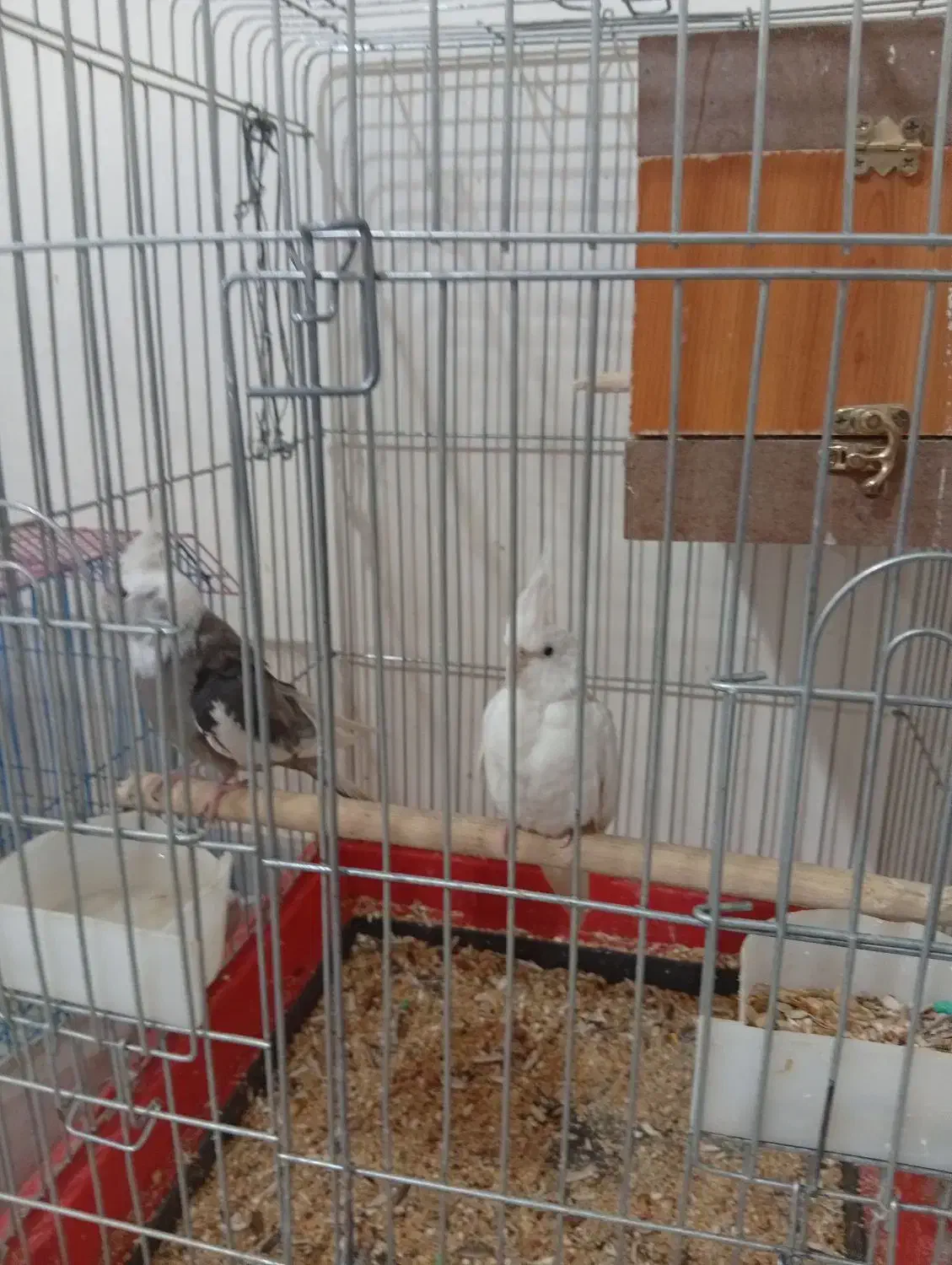 یک جفت عروس هلندی باقفس نروایت فیس وسخنگوورام|پرنده|تهران, تهرانسر شمالی|دیوار