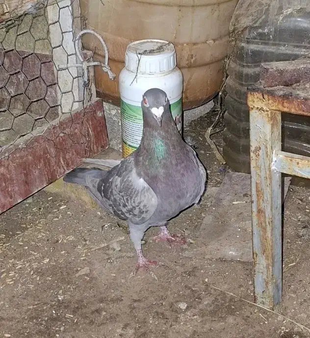 کبوتر|پرنده|بستان آباد, |دیوار