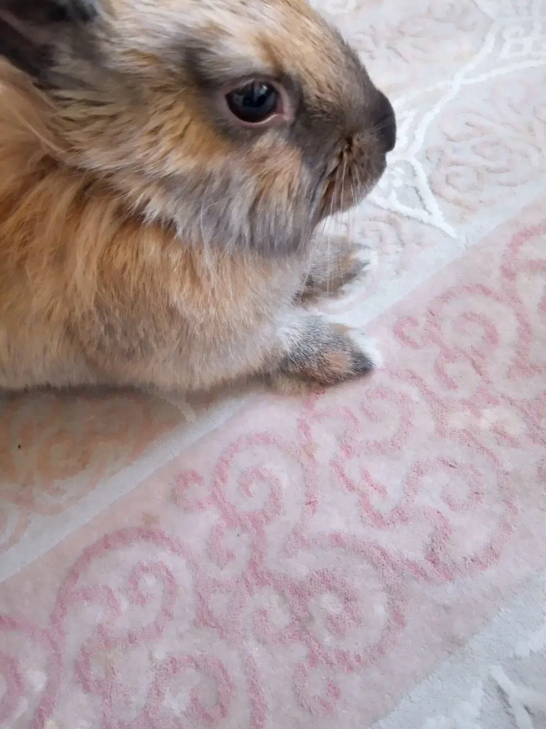 خرگوش|موش و خرگوش|مشهد, محمدآباد|دیوار