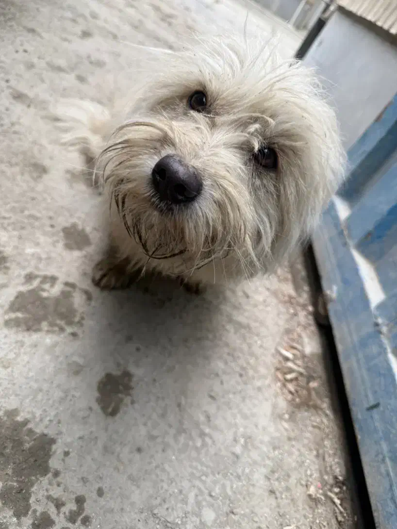 سگ پیدا شده|سگ|قدس, شهرقدس|دیوار