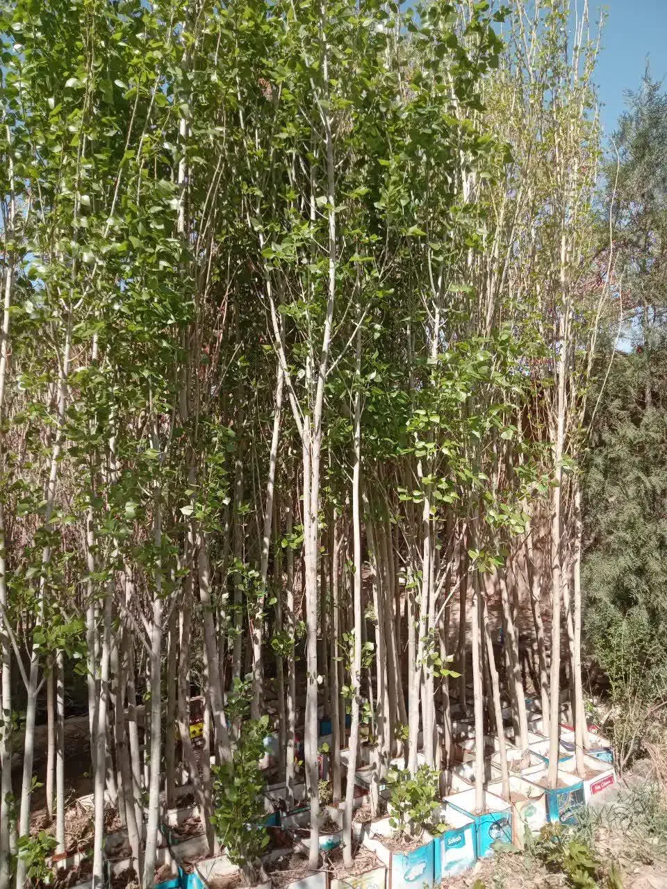 نهال نهالستان درخت گل گرمسیری سردسیری بدون واسطه|خدمات باغبانی و درختکاری|قم, تعویض پلاک|دیوار