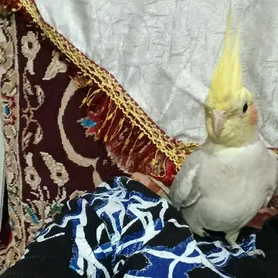 عروس هلندی ماده|پرنده|اسدآباد, |دیوار