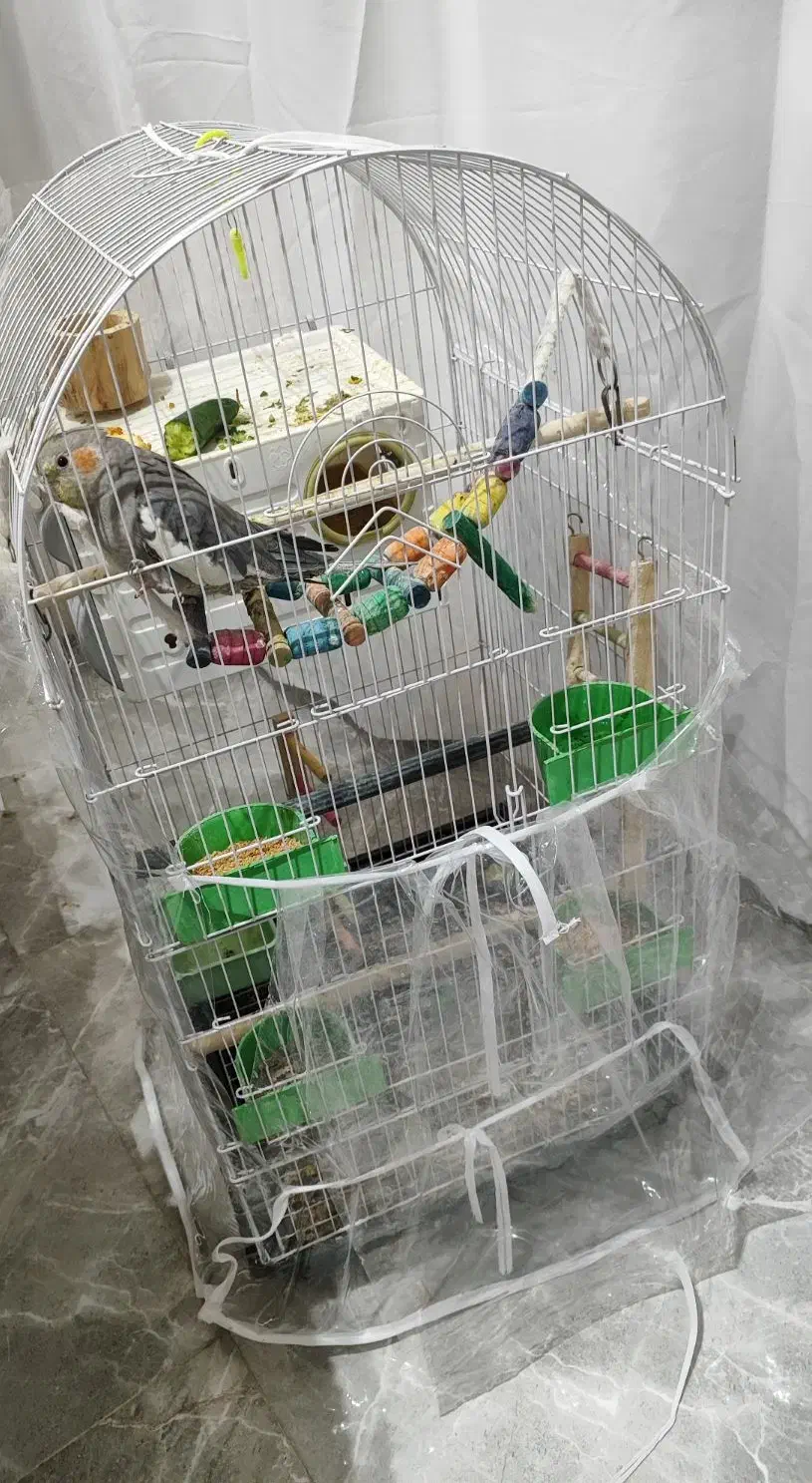 فروش عروس هلندی|پرنده|دیواندره, |دیوار