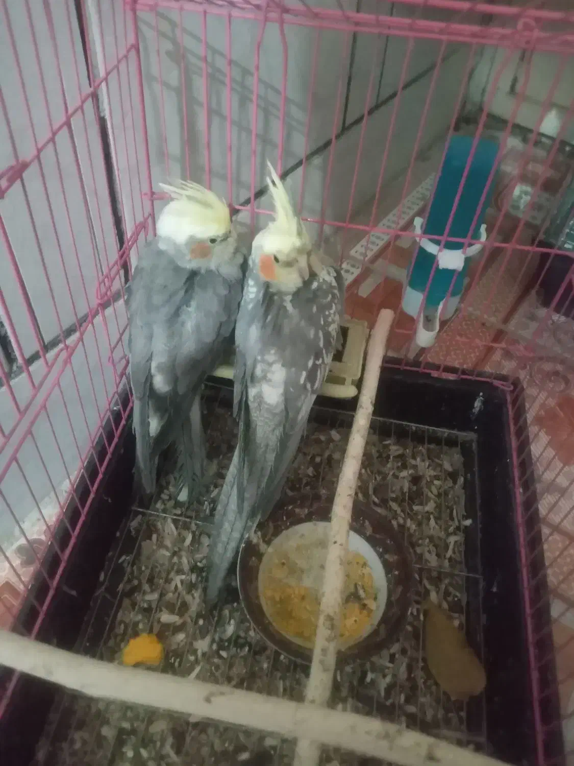 ۱ یی جفت عروس هلندی|پرنده|فارسان, |دیوار