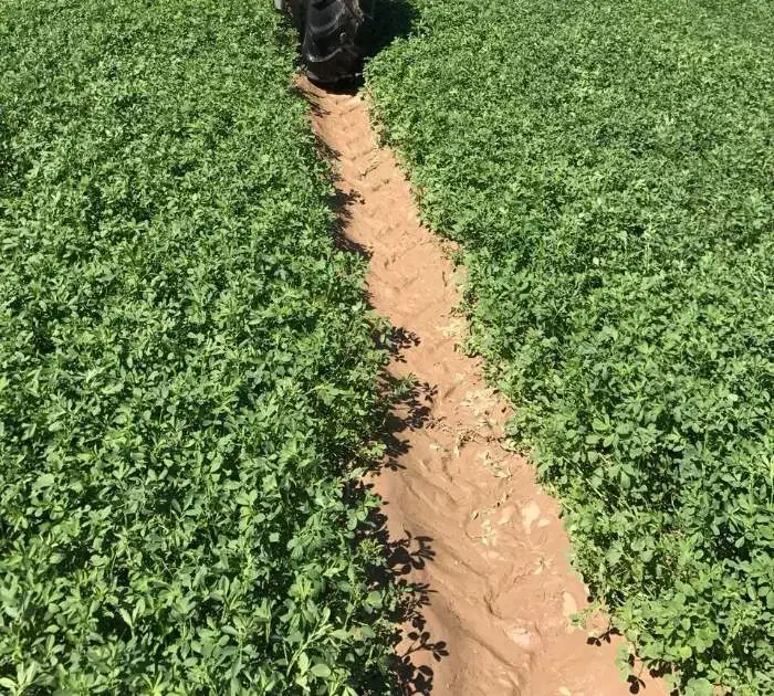 یونجه خالص خرمنکوب شده|حیوانات مزرعه|دیواندره, |دیوار