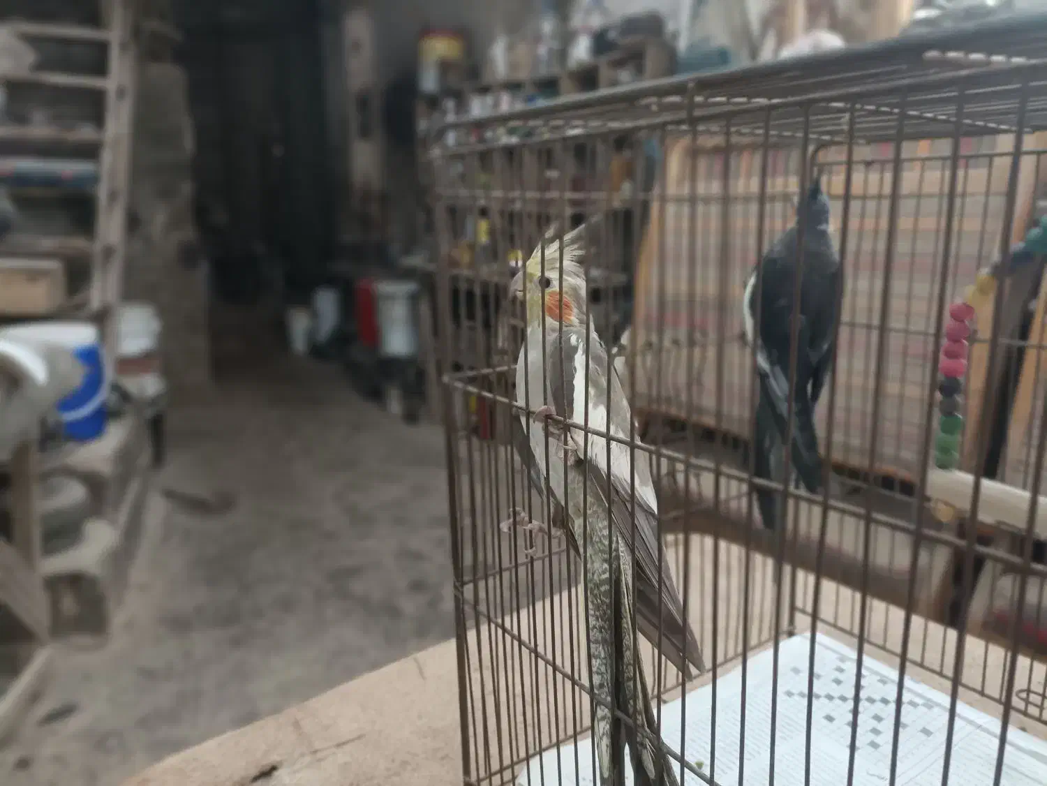 عروس هلندی|پرنده|رشت, فخب|دیوار