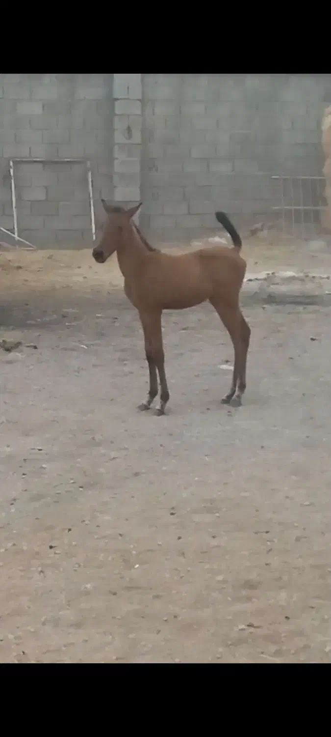 کره نریون|اسب و تجهیزات اسبسواری|زرقان, |دیوار