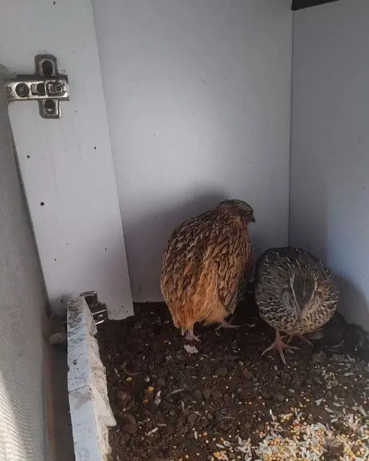 بلدرچین گوشتی تخم گذاز به شرط|پرنده|آستارا, |دیوار