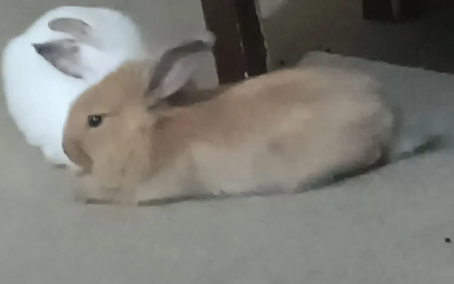 خرگوش یکماه ونیم ، تمیز، اروم، بی ازار مودب|موش و خرگوش|بهبهان, |دیوار