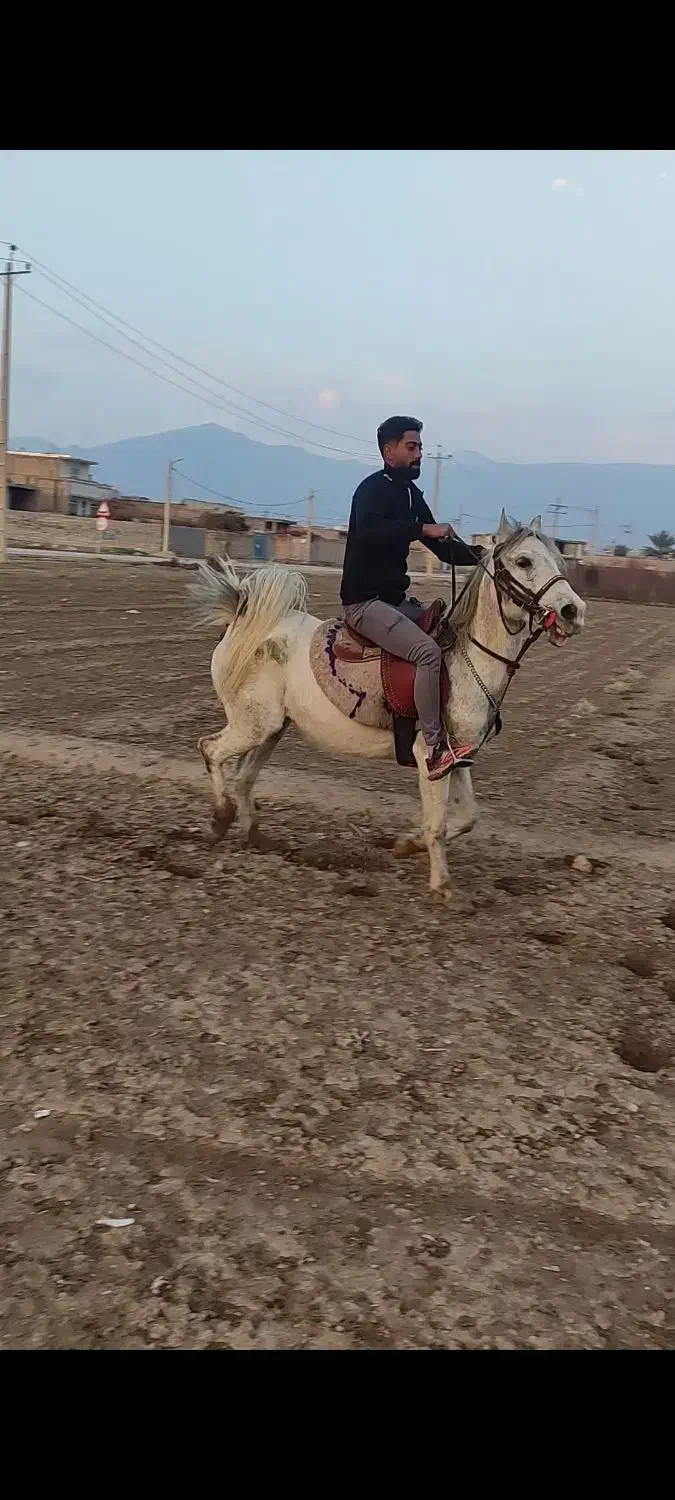 اسب|اسب و تجهیزات اسبسواری|مرودشت, نقش رستم|دیوار