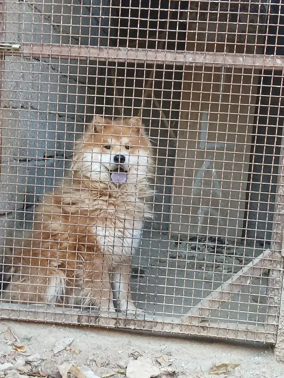 سگ چاو چاو|سگ|هشتگرد, تهران دشت|دیوار