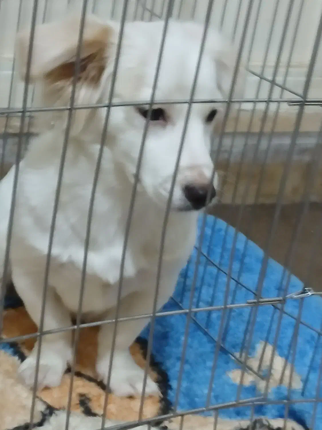 سگ نژاد پامر اشپیتز|سگ|شیراز, شهرک مخابرات|دیوار