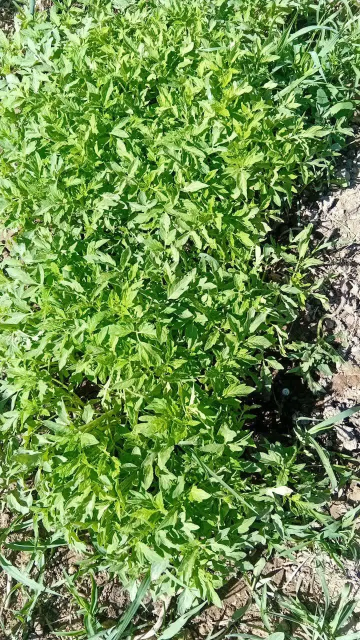نهال گوجه|خدمات باغبانی و درختکاری|بسطام, |دیوار