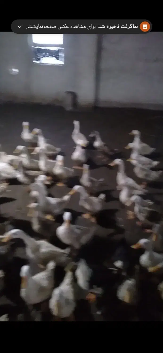 فروش اردک|حیوانات مزرعه|طاهرگوراب, |دیوار