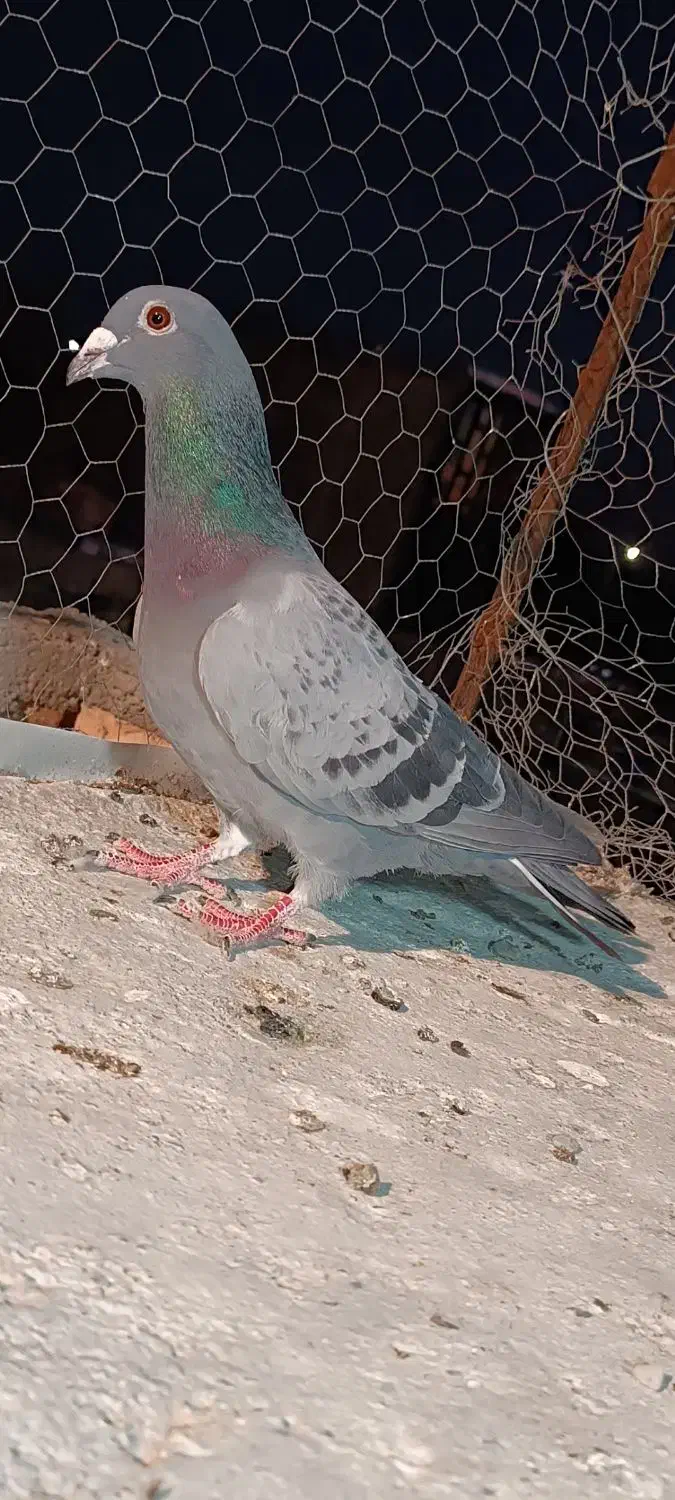 کبوتر نر|حیوانات|ایرانشهر, |دیوار