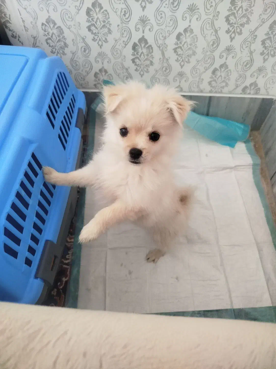 سگ پامر اشپیتز|سگ|شیراز, شهرک گلستان|دیوار