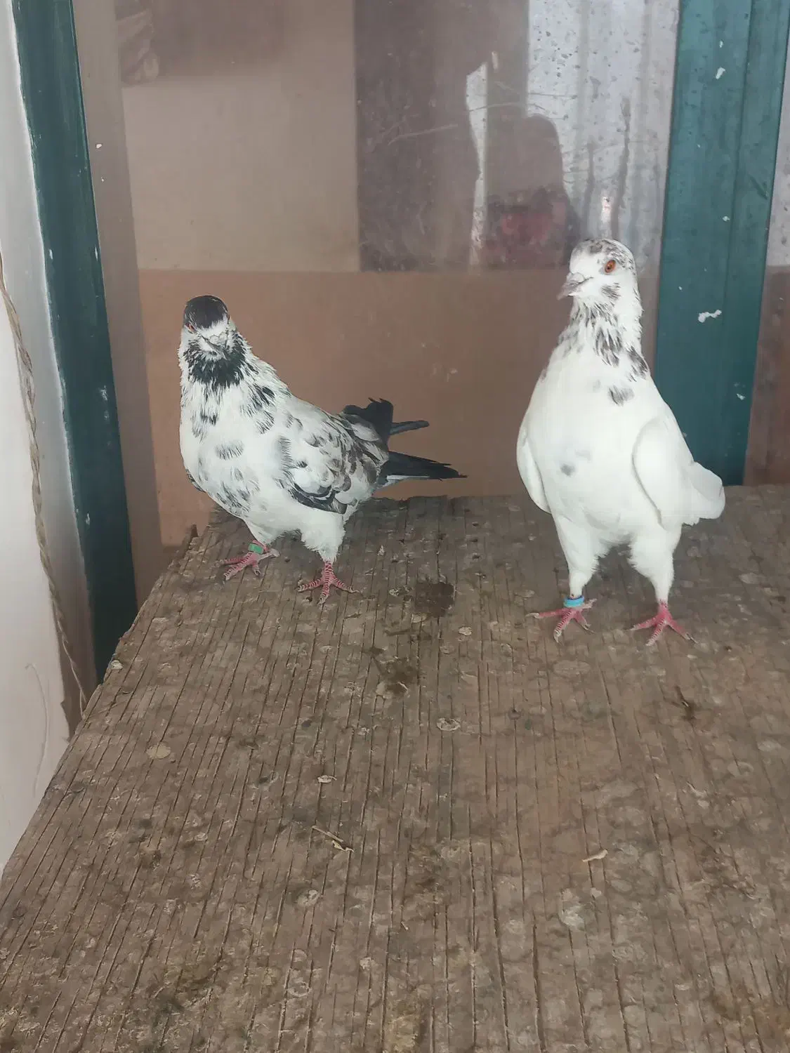 یک جفت کاشونی|پرنده|نجفآباد, شیخ آباد|دیوار