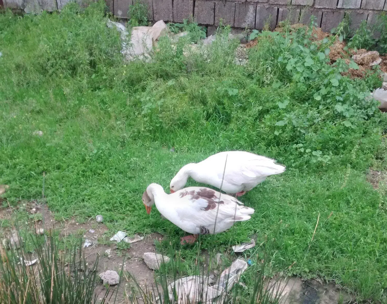 غاز|حیوانات مزرعه|شوش, |دیوار