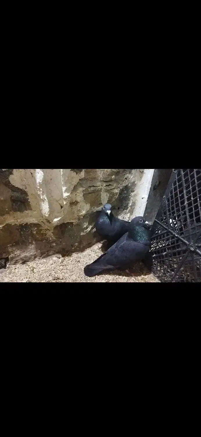 زاغ پلاکی|پرنده|مسجد سلیمان, |دیوار