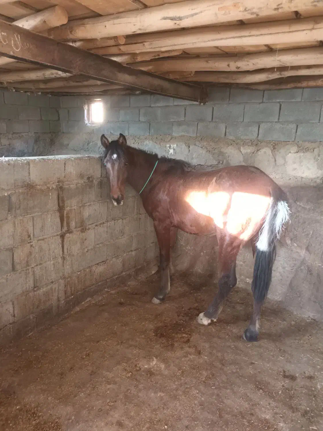 اسب نریان ۱۷ ماهه|اسب و تجهیزات اسب‌سواری|تویسرکان, |دیوار