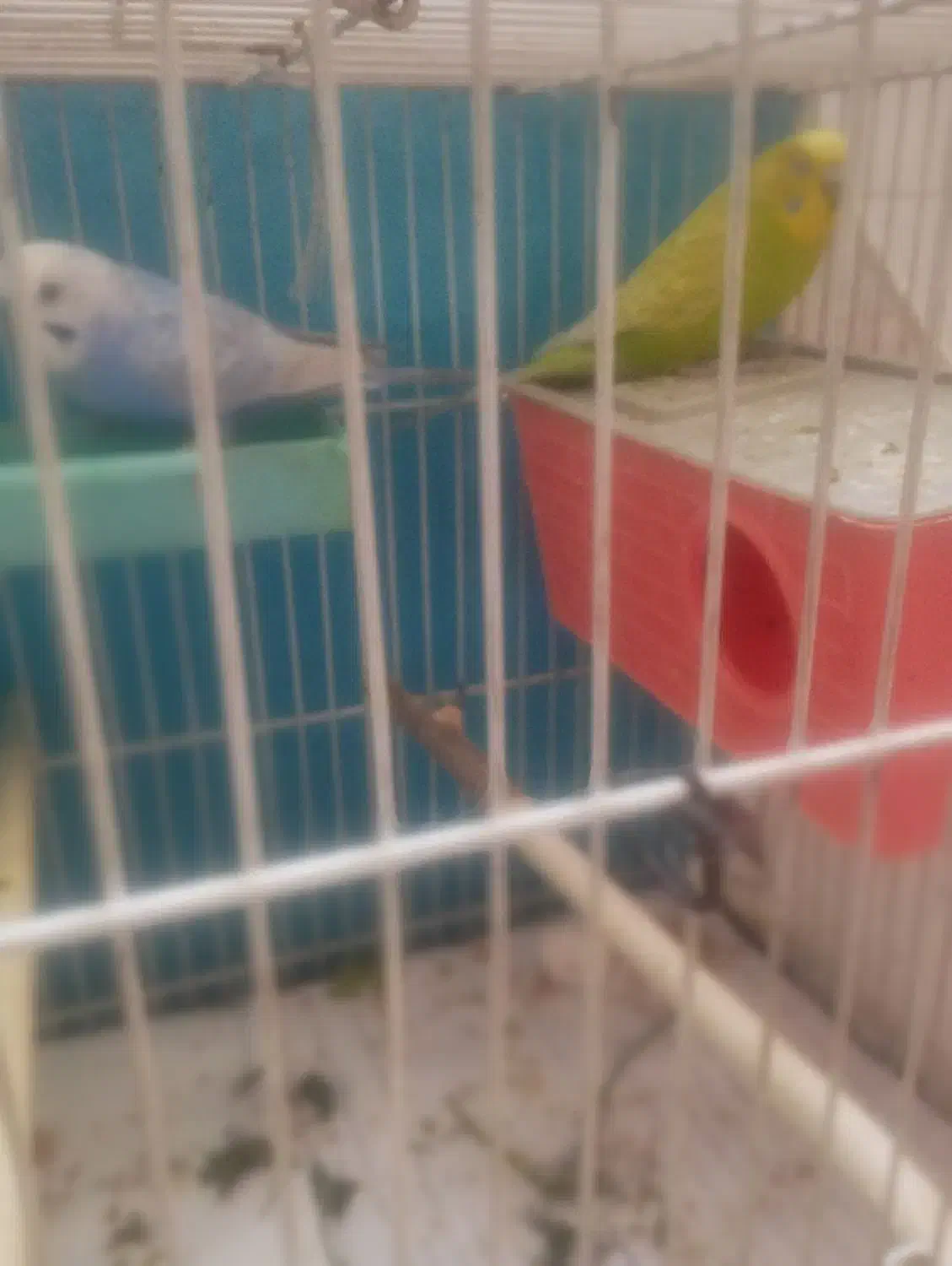 مرغ عشق|پرنده|مشهد, انقلاب|دیوار