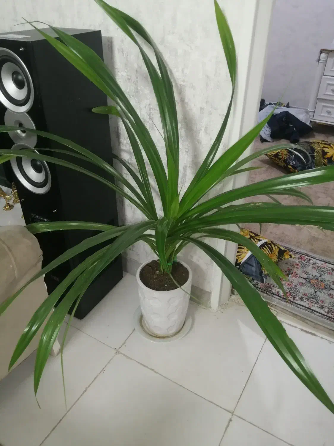 گل فورشی|گل و گیاه طبیعی|ملایر, |دیوار