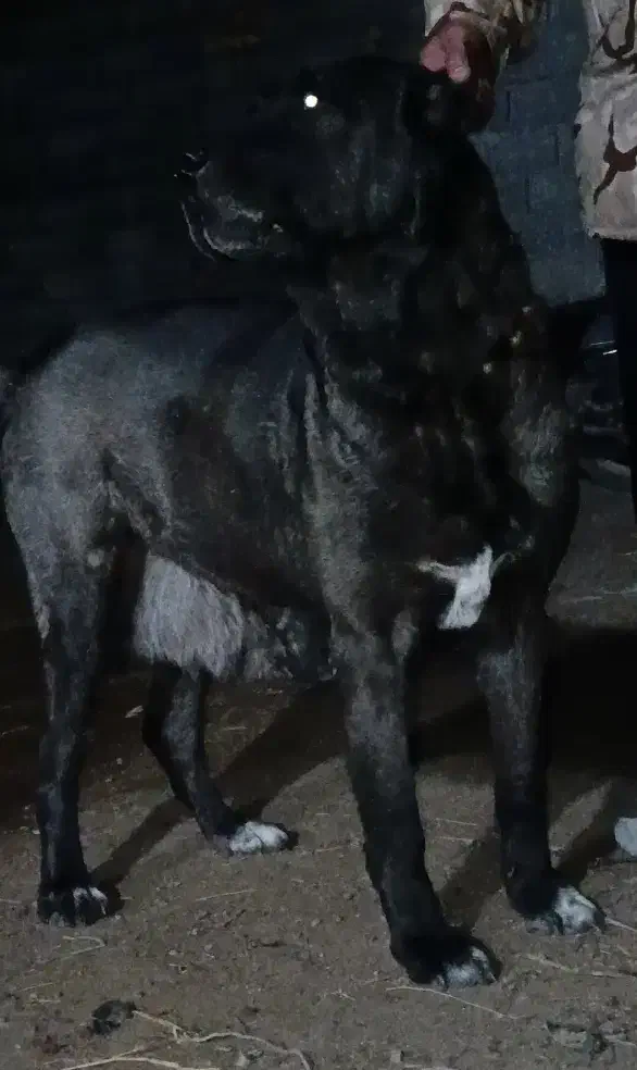 لاس سیاه|سگ|مبارکه, |دیوار