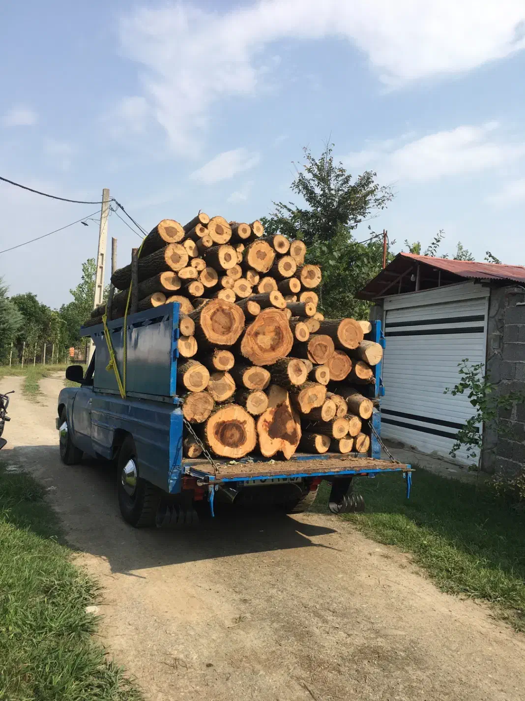 خرید چوب باغی صنوبر و میوه بصورت ایستاده و آماده|خدمات باغبانی و درختکاری|فومن, |دیوار