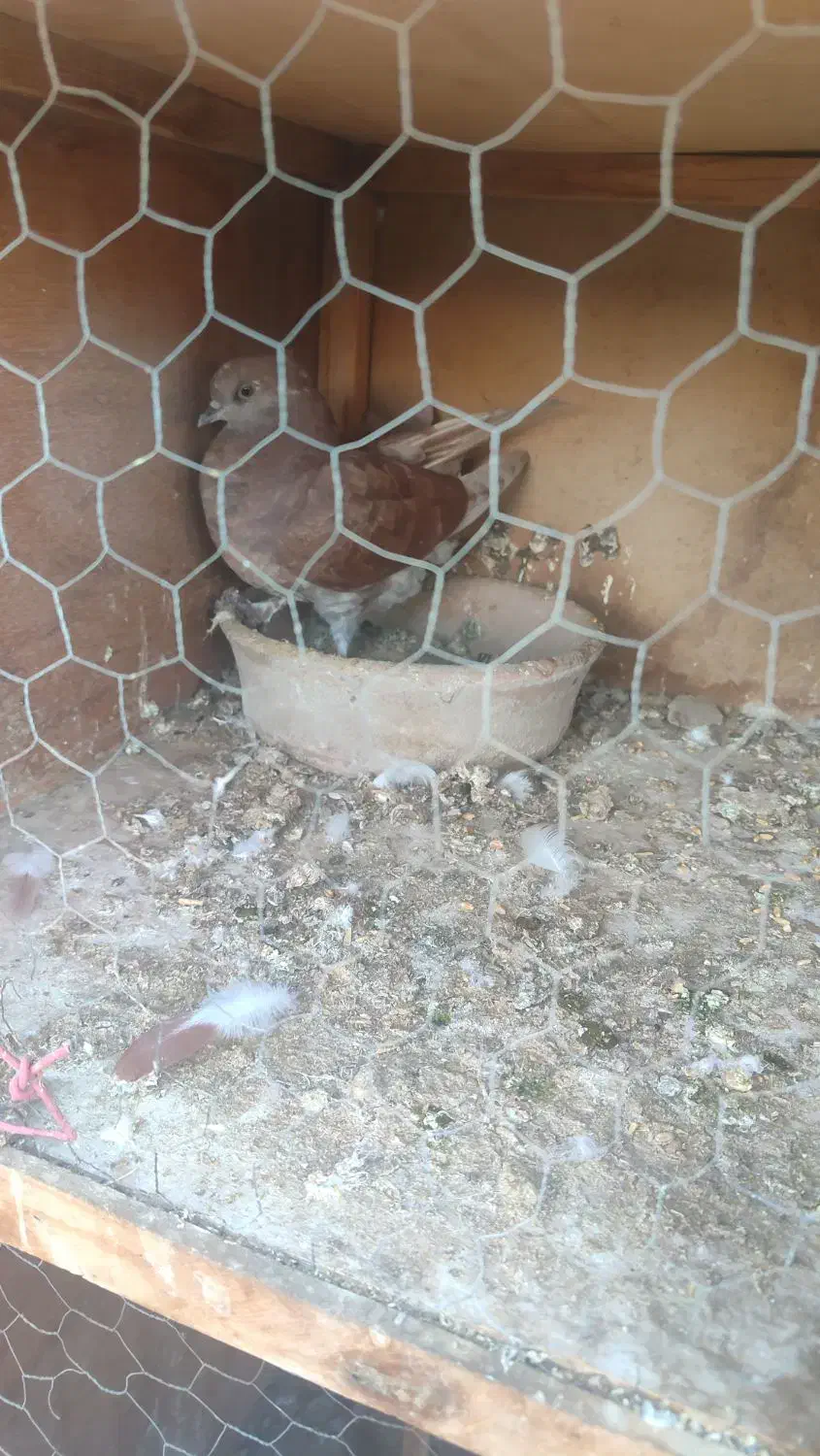 کفتر|پرنده|کهریزک, |دیوار