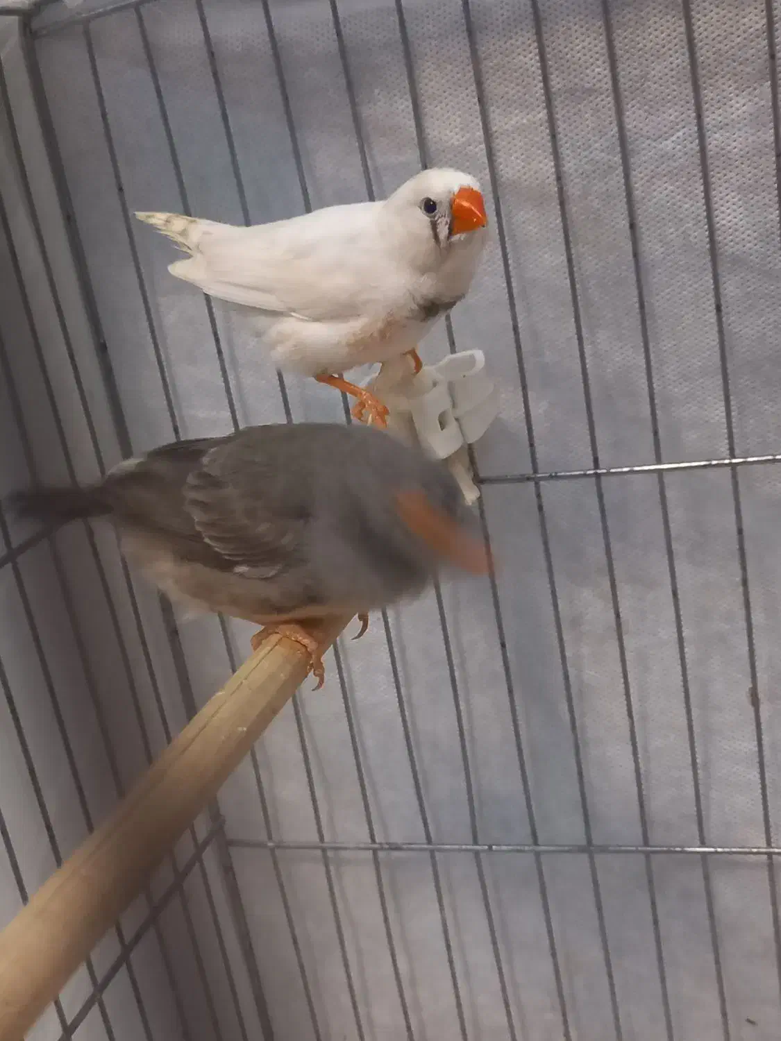 جفت فنچ سالم مولد|پرنده|تهران, فردوس|دیوار