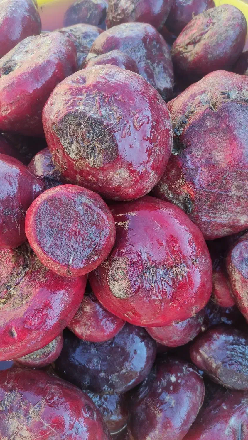 چغدر لبو|خوردنی و آشامیدنی|قم, نیروگاه|دیوار