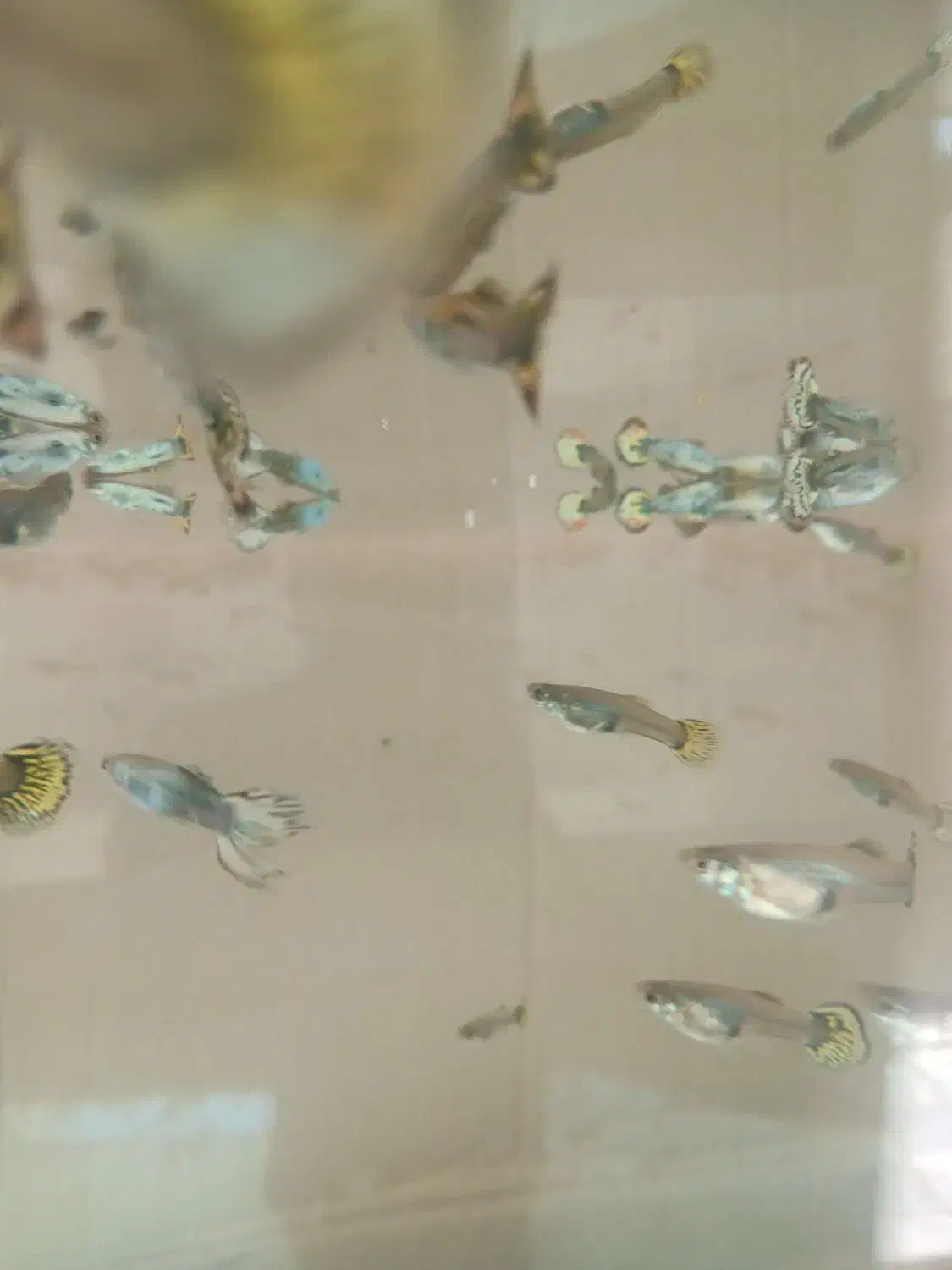 ماهی گوپی|ماهی|نجفآباد, باهنر|دیوار