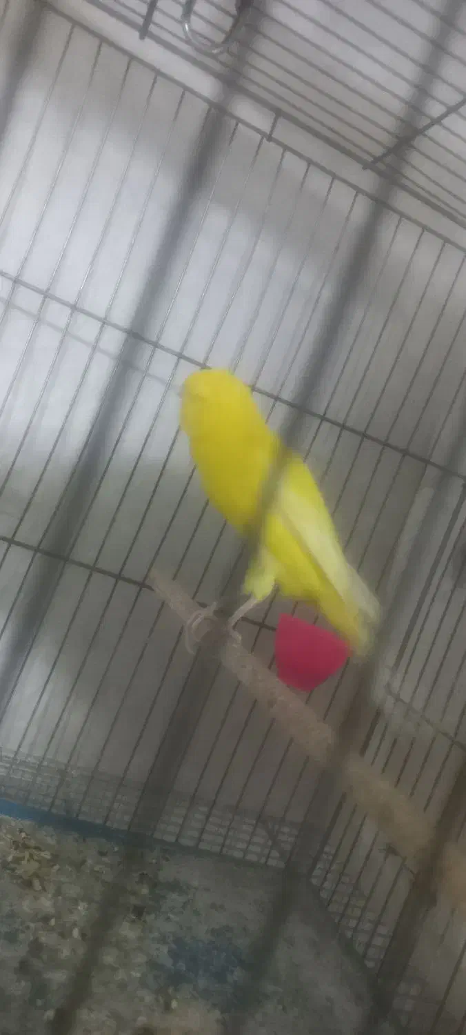 قناری نر رسمی بلند|پرنده|اراک, |دیوار