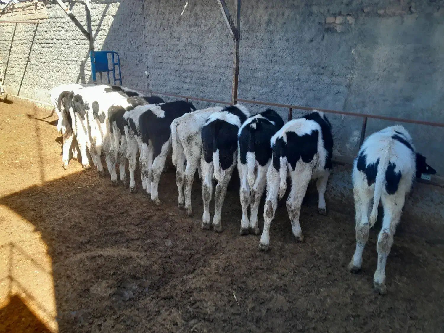 گوساله نر|حیوانات مزرعه|بوئین زهرا, |دیوار