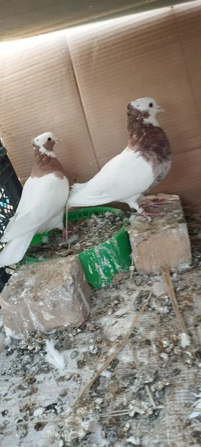 جفت طوقی گوشواری بدون قلط|پرنده|نورآباد ممسنی, |دیوار