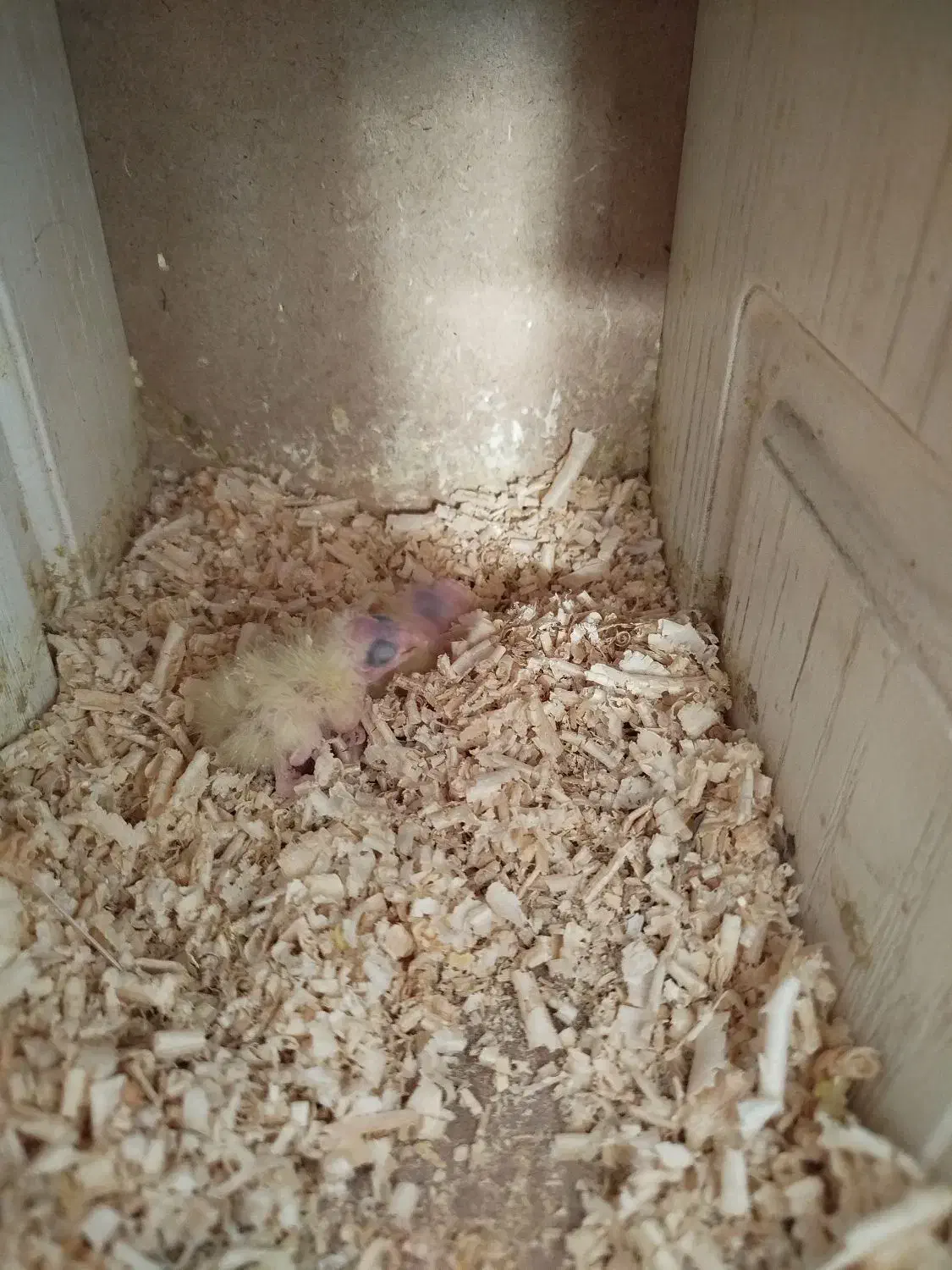 عروس جفت|پرنده|گلبهار, شهر جدید گلبهار|دیوار