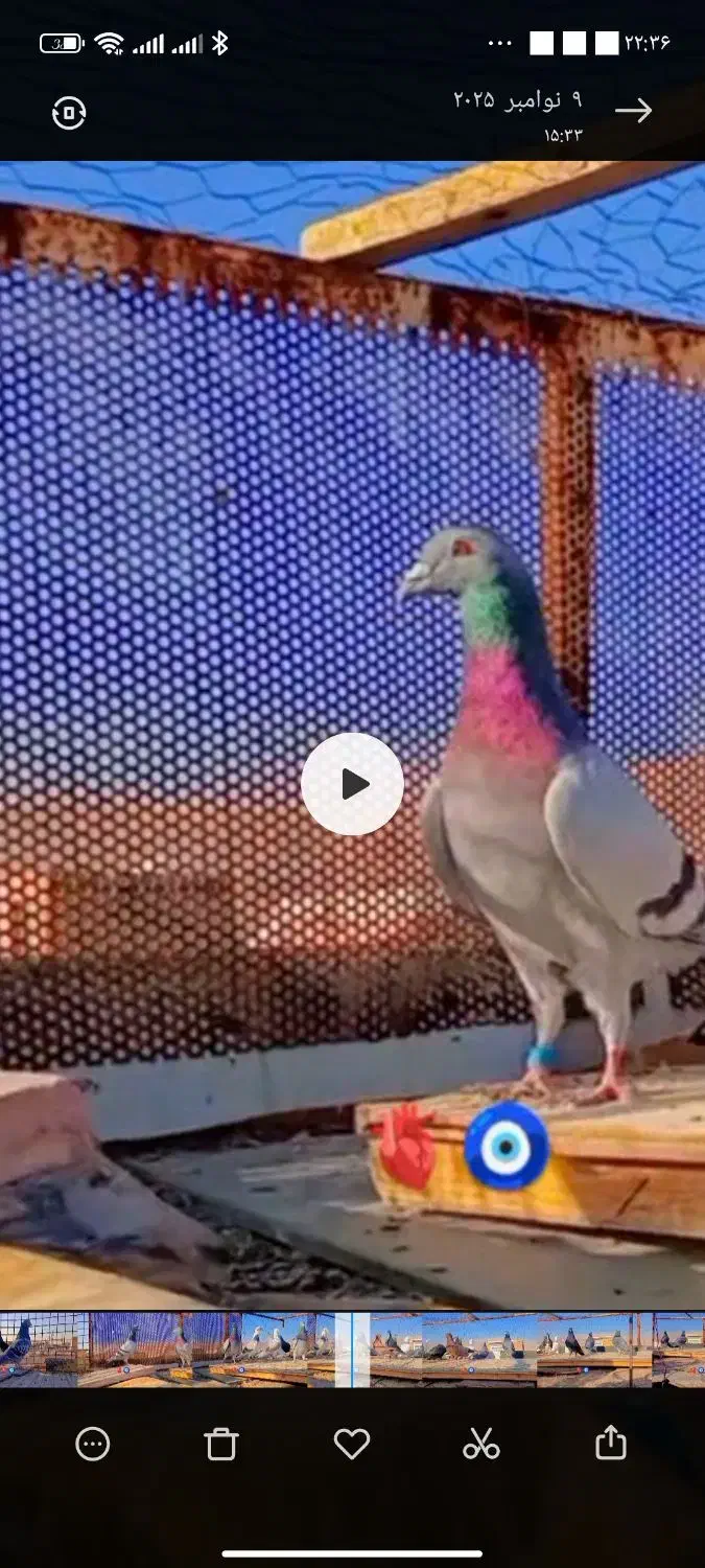 کفتر|پرنده|شیراز, شهرک مهرگان|دیوار