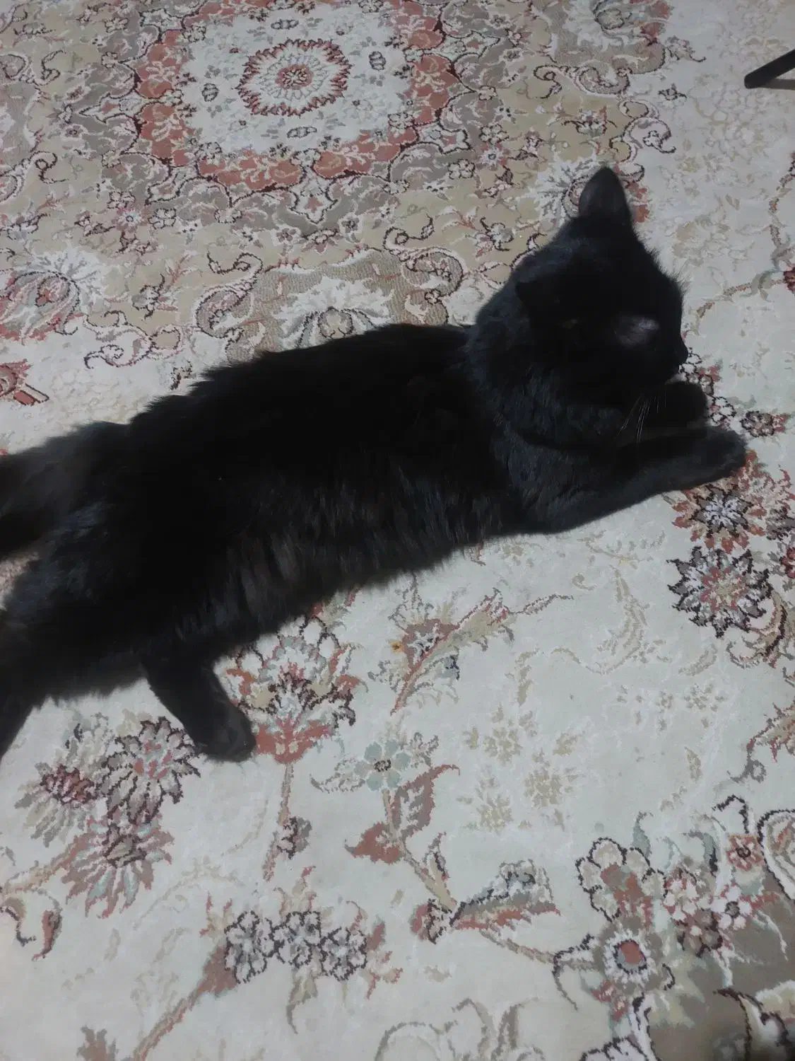 گربه سیاه  بریتیش|گربه|محمدیه-قزوین, |دیوار