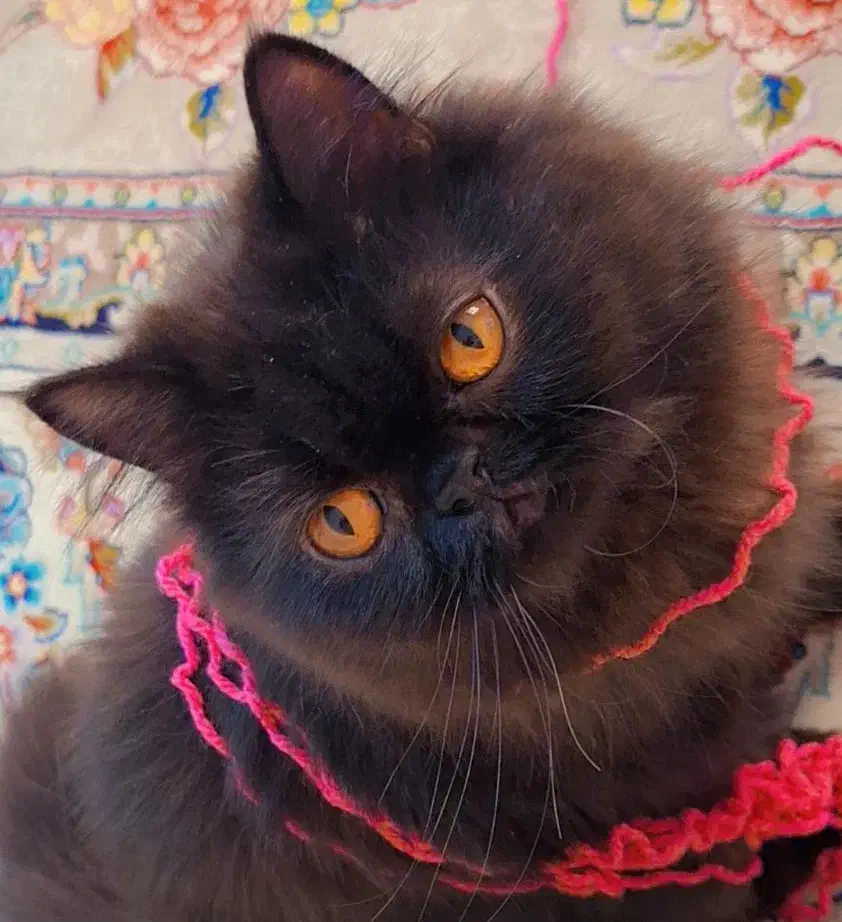 پرشین دودی|گربه|رشت, پارک شهر|دیوار