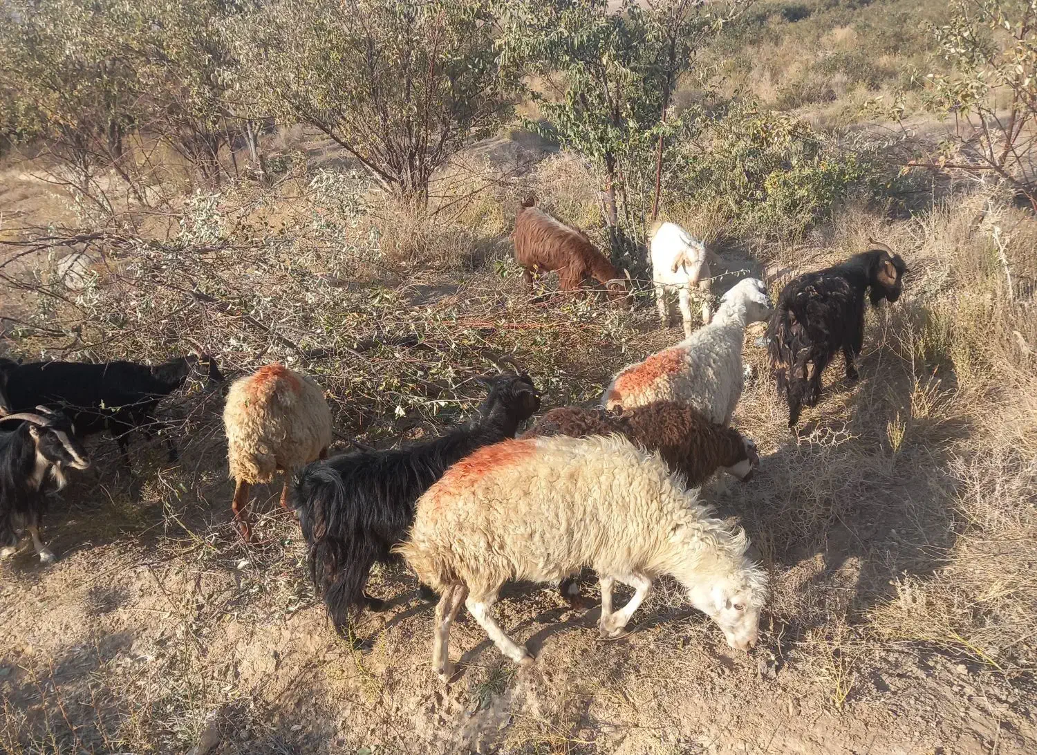 بره بزغاله بز گوسفند میش|حیوانات مزرعه|کاشان, راوند|دیوار