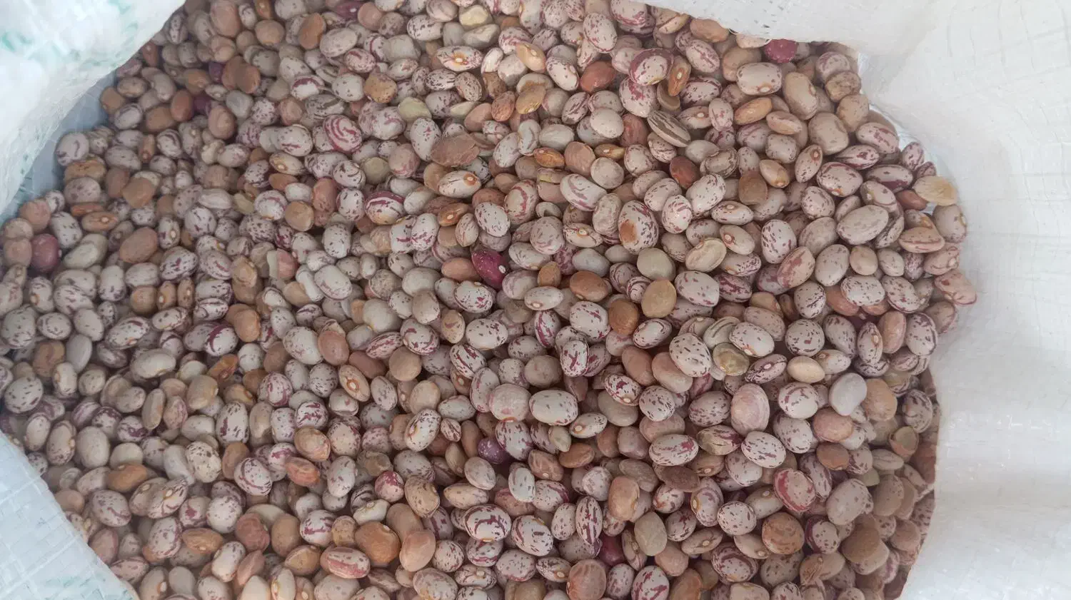 لوبیا چیتی اعلا|عمده‌فروشی|مرودشت, ابوذر شمالی‎|دیوار