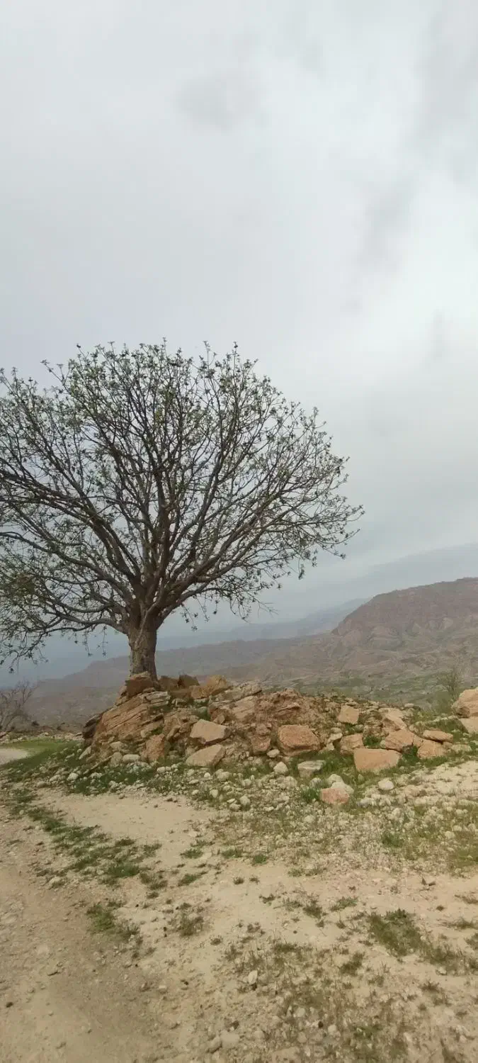 کارت ملی بنام رضا صفرزاده گمشده|اشیا|شوشتر, |دیوار