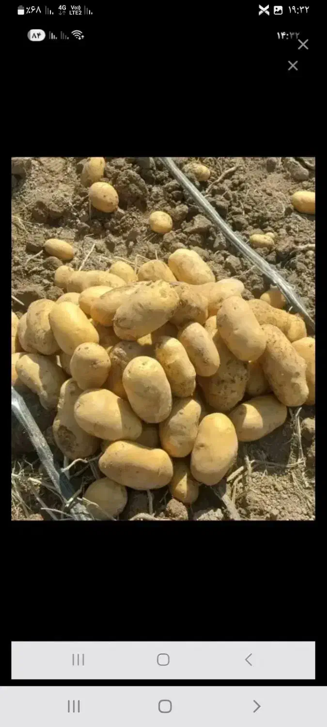فروش سیب‌زمینی  ارگانیک  بدون کود سم|خوردنی و آشامیدنی|سجاس رود, |دیوار