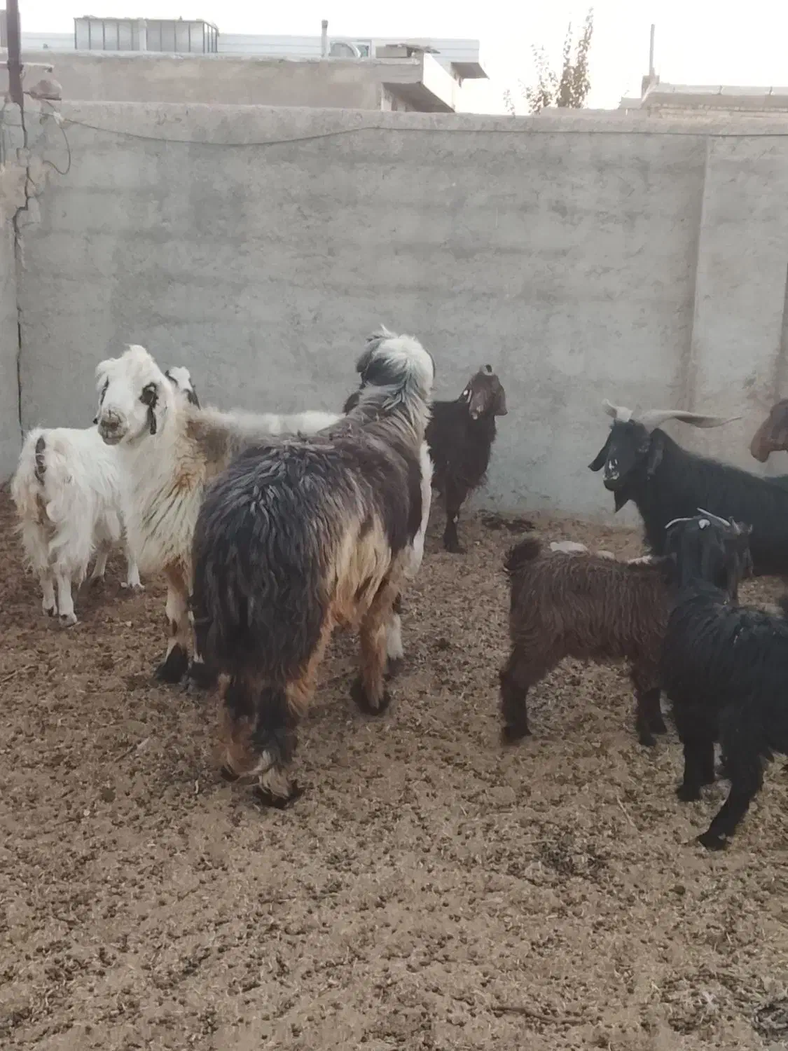 سلام بره نر و ماده کوهه قوچ بذری|حیوانات مزرعه|شیراز, آبیاری|دیوار