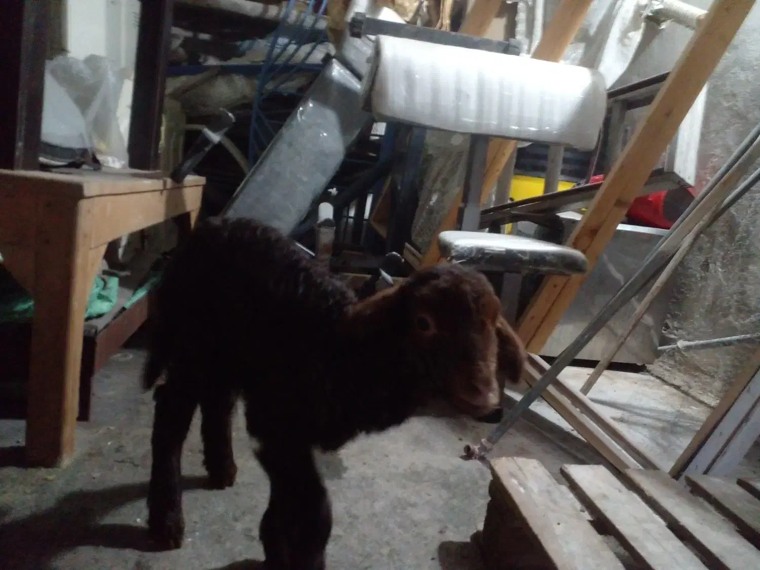 بره نر و ماده قزل افشار ( گوسفند)|حیوانات مزرعه|گرگان, |دیوار