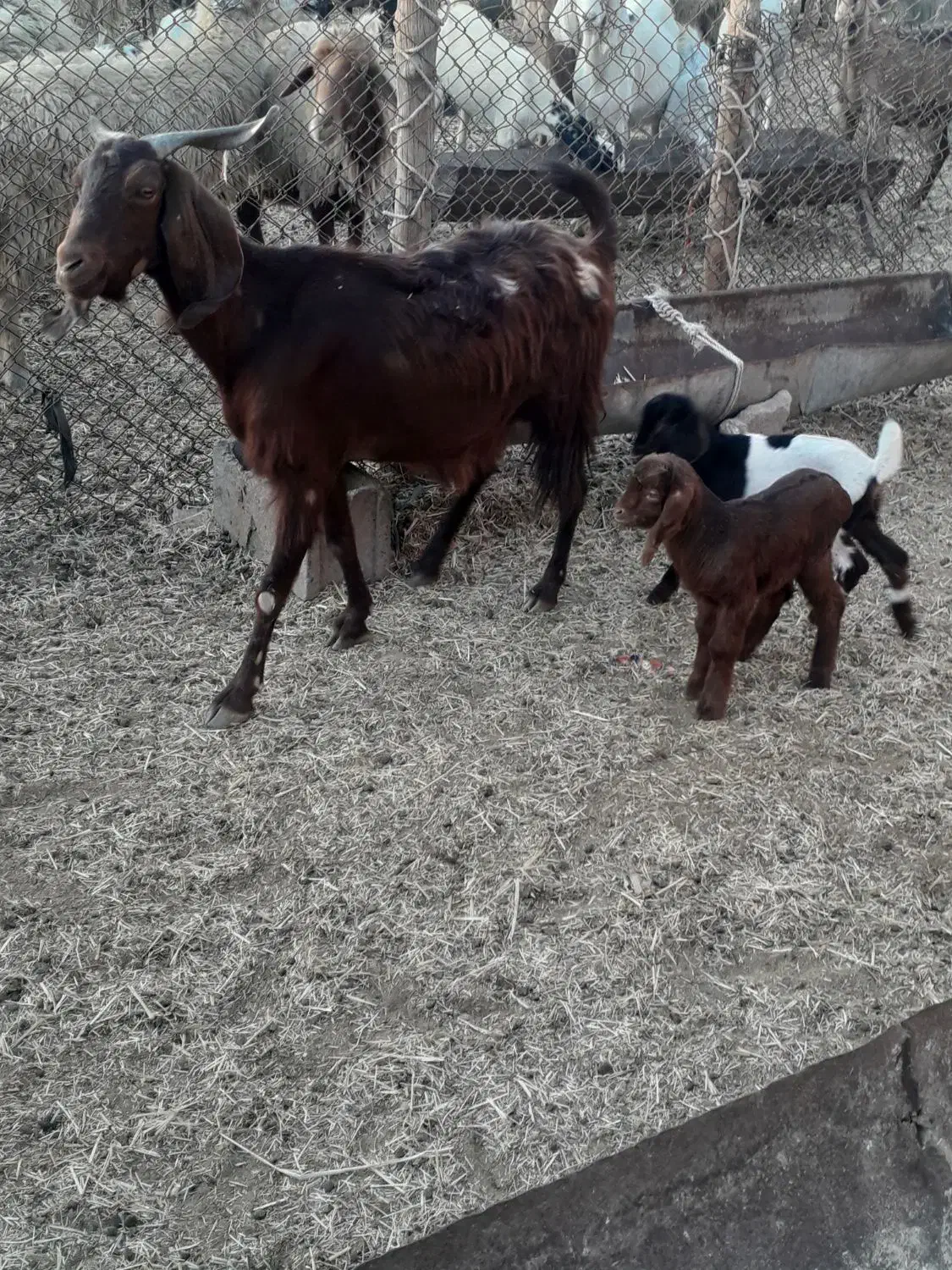 فروش یک عدد بز دوقلو زا|حیوانات مزرعه|هندیجان, |دیوار