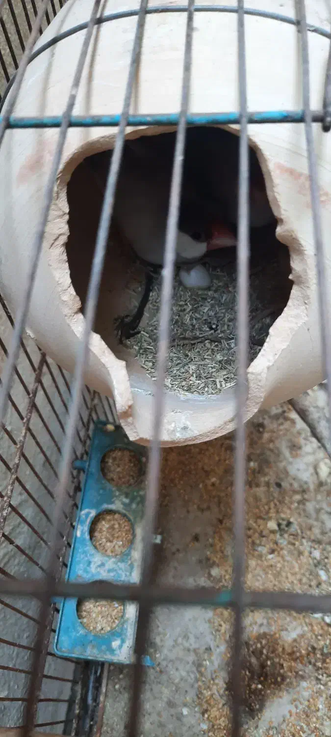 فنچ مصری سیلور و زبرا|پرنده|بوشهر, |دیوار