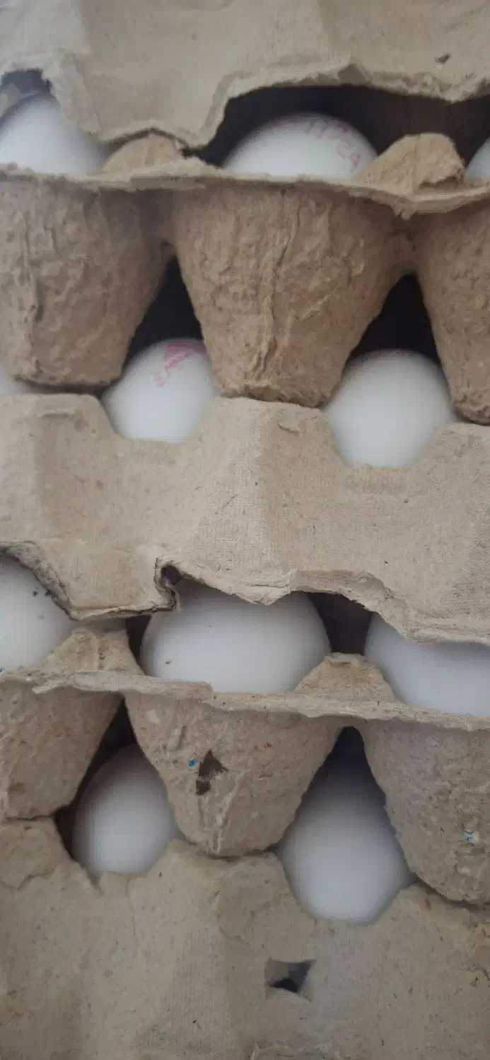 تخم‌مرغ سیمرغ|حراج|پیر بکران, |دیوار