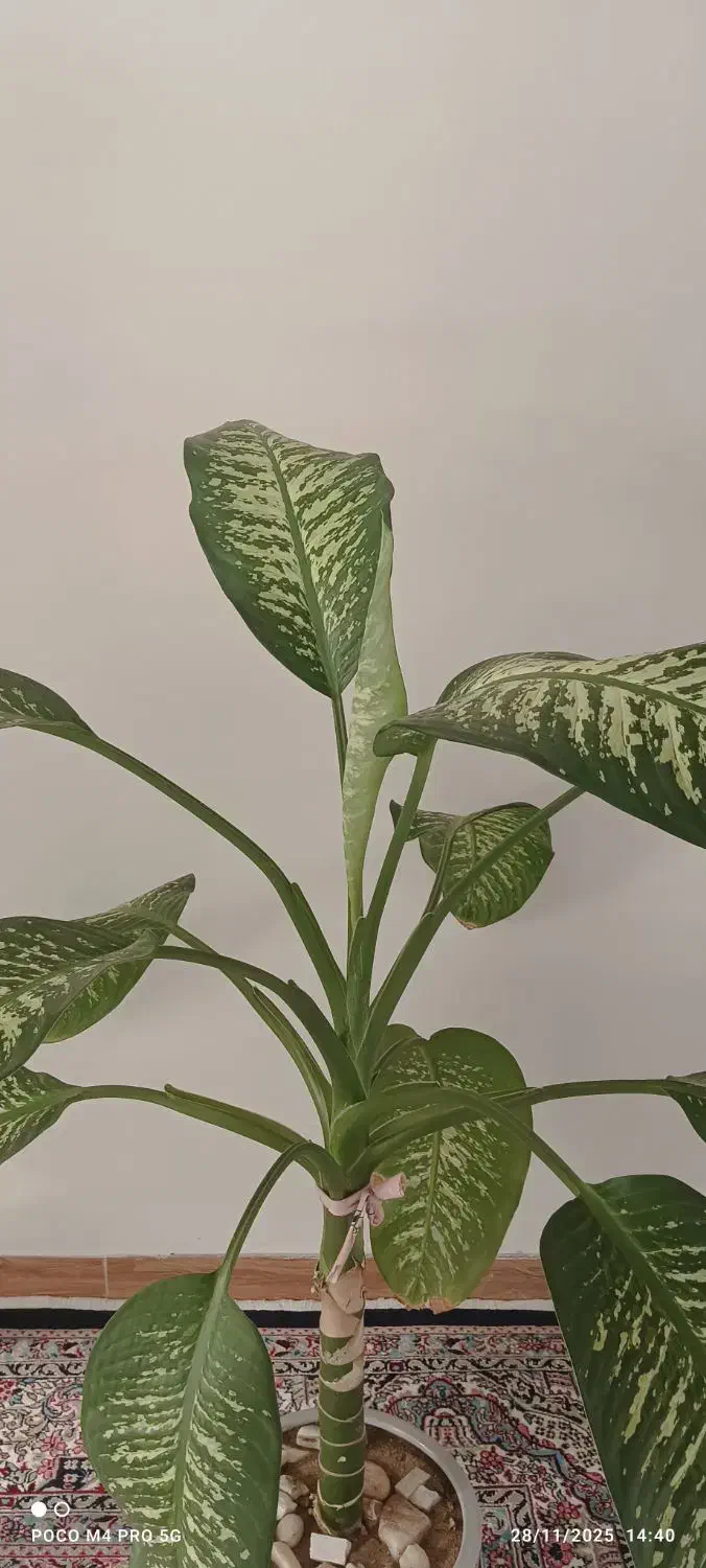 دیفن باخلیای نژاد پهن برگ|گل و گیاه طبیعی|قروه, |دیوار