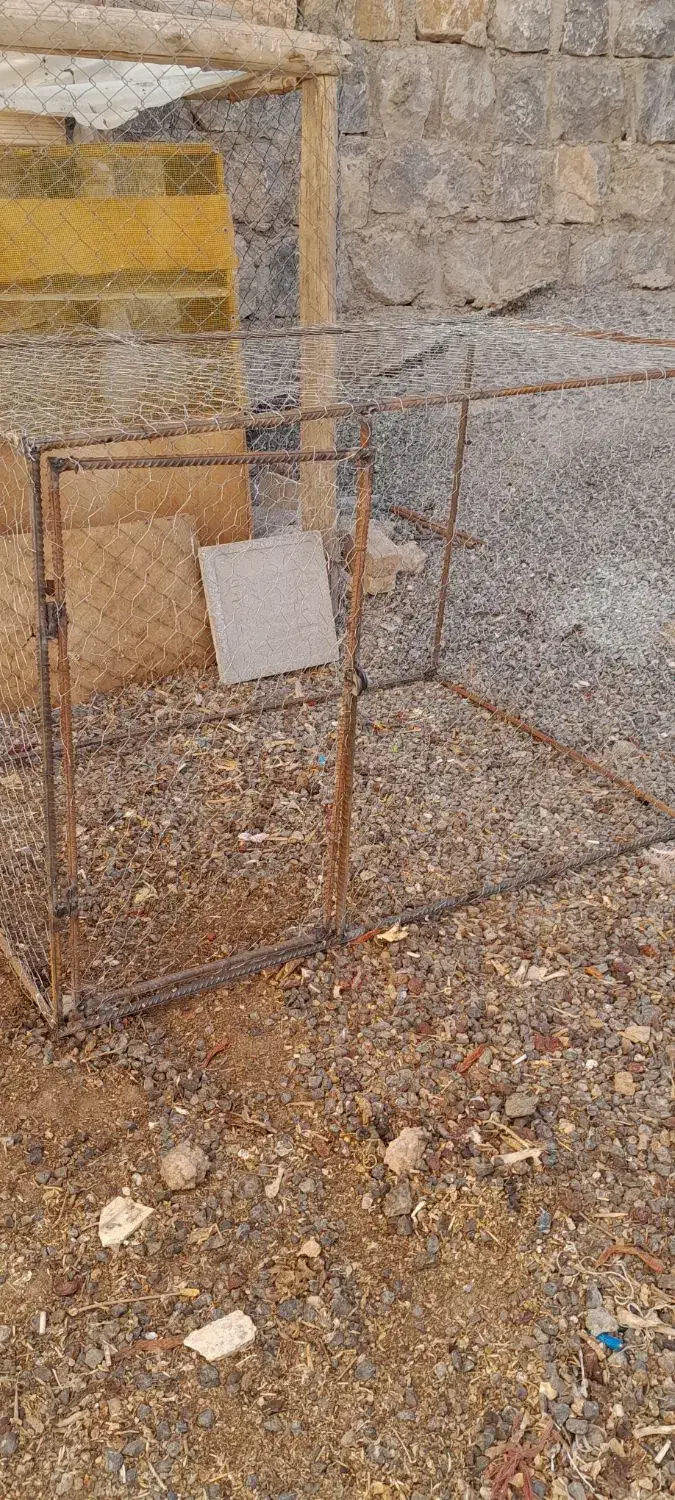 قفس کبوتر یا مرغ|لوازم جانبی حیوانات|سامان, |دیوار